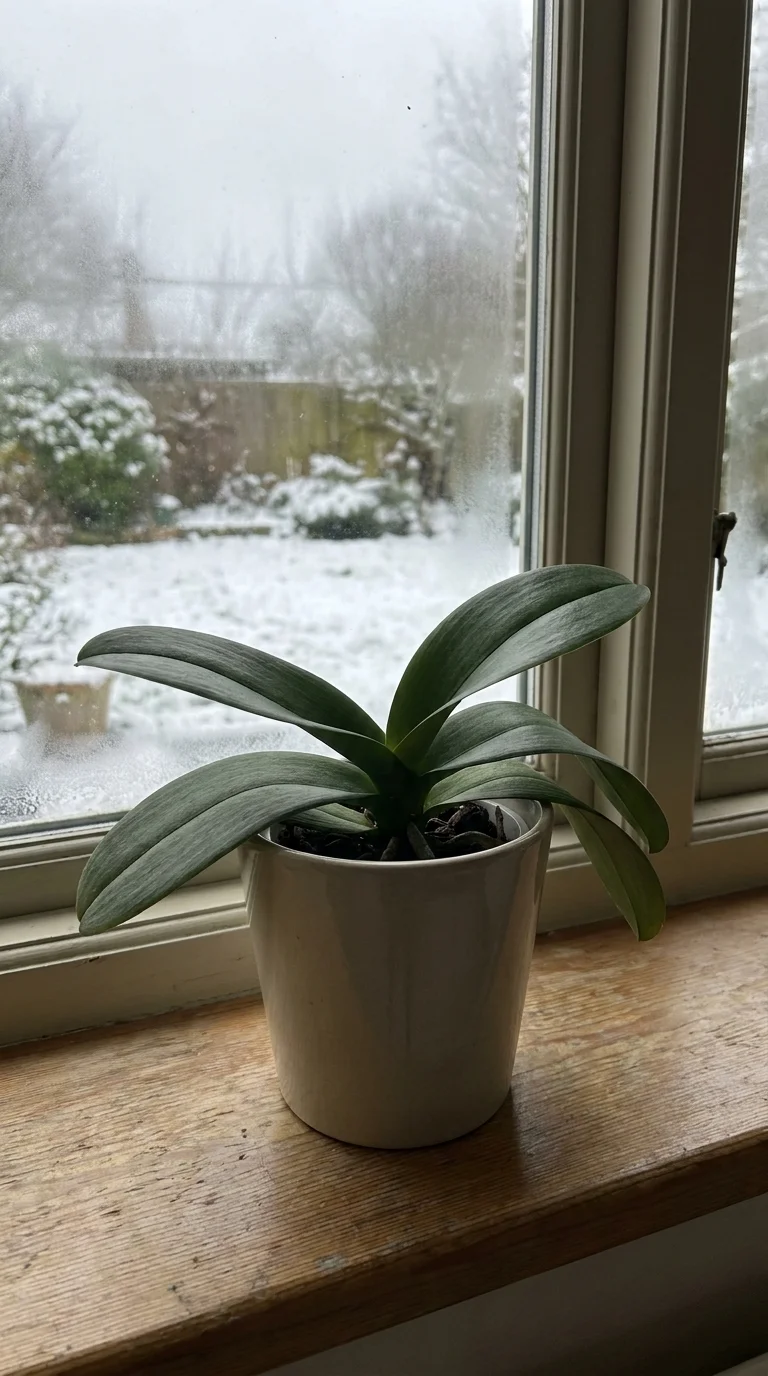 Learn Your Orchid's Rest Cycle and Respect It